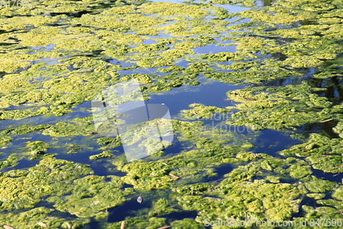 Image of green water alga