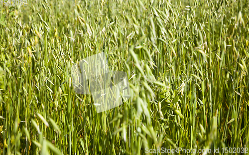 Image of green oats on the field