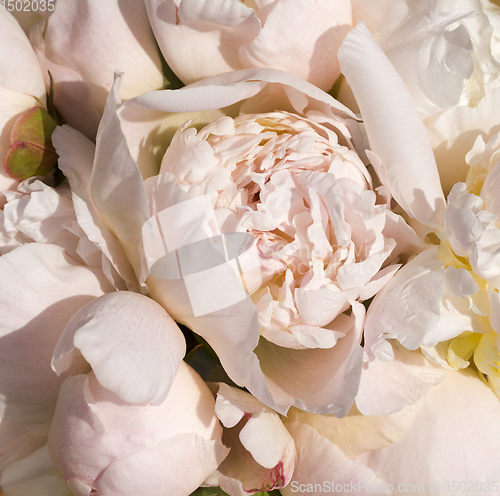 Image of flower of cream peonies