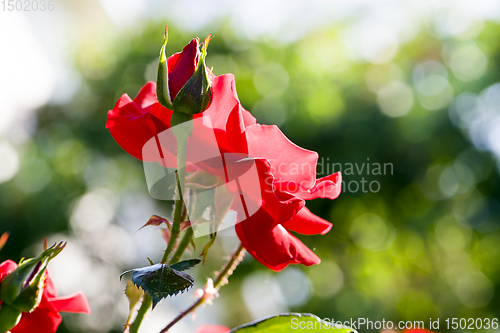 Image of red Bush roses