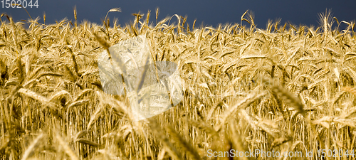 Image of summer agricultural field