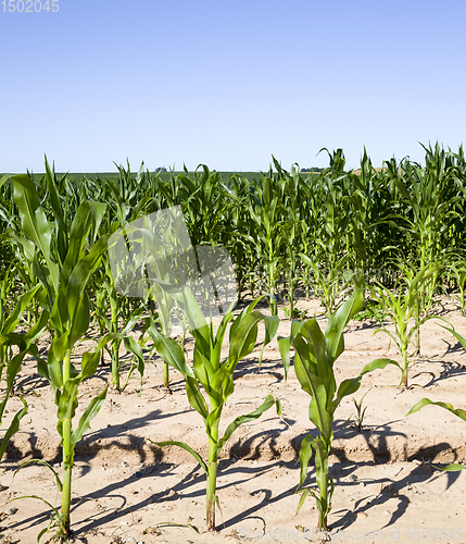 Image of agricultural field with green corn