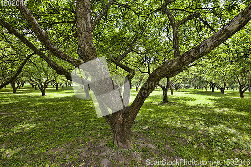 Image of trees and plants