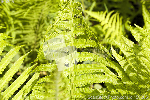 Image of green fern