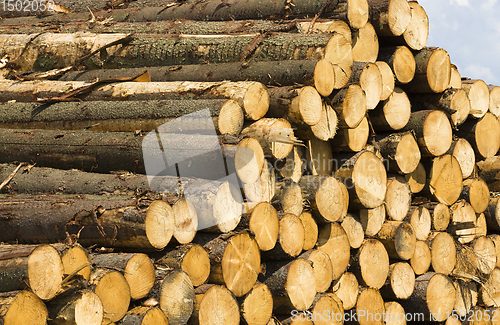 Image of preparation of pine logs