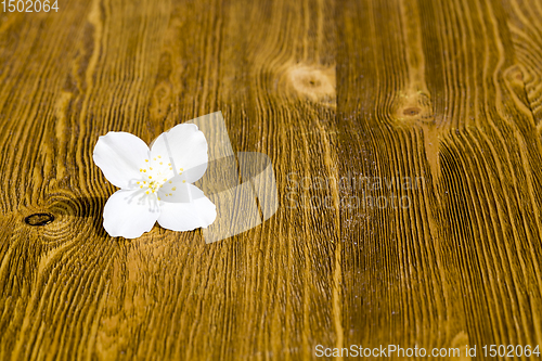 Image of white beautiful Jasmine flower