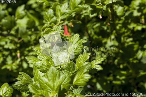 Image of beautiful green currant