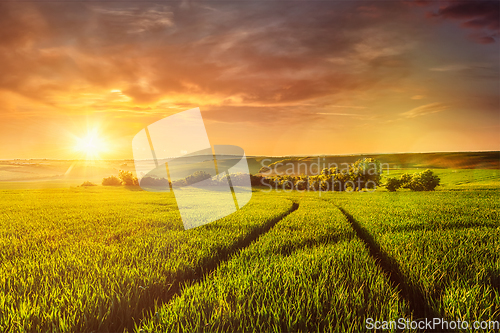 Image of Sunset in field