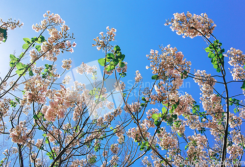 Image of Blooming trees against the blue sky