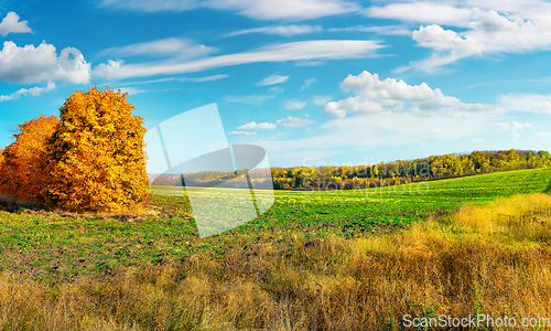 Image of Autumn field at sunny day