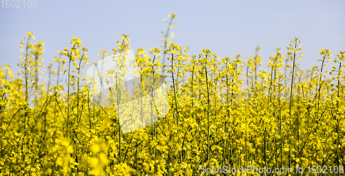 Image of yellow rapeseed flowers