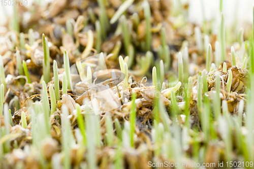 Image of real organic green wheat