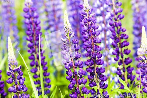 Image of blue lupine