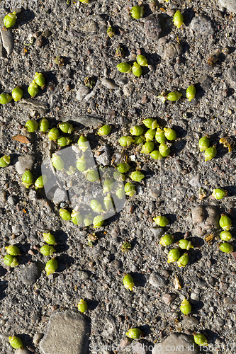 Image of ground wilted fruit