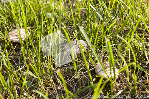 Image of dangerous mushrooms