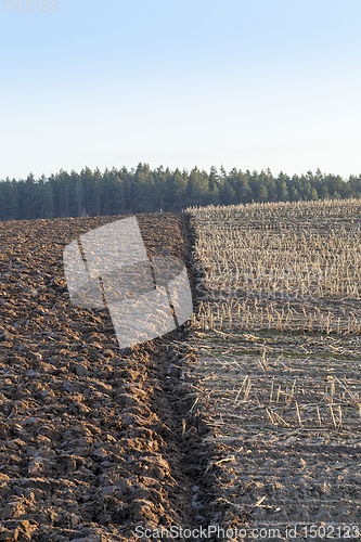 Image of arable land, wheat harvest