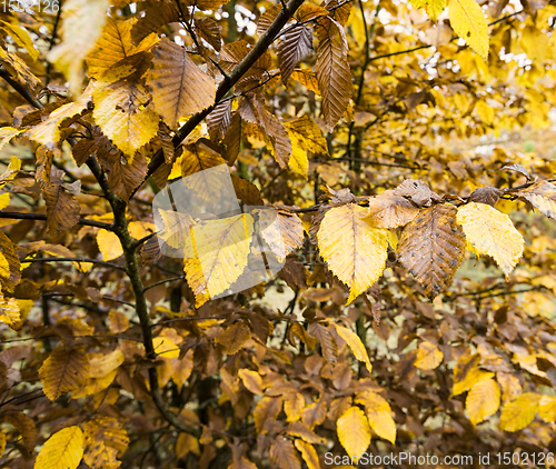 Image of multicolored beautiful foliage