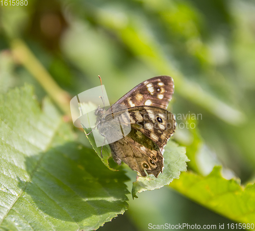 Image of Speckled wood butterfly