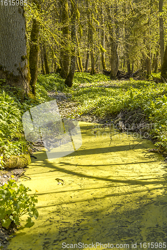Image of idyllic forest scenery with tarn