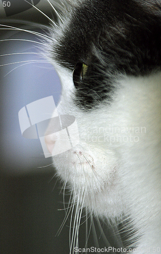 Image of Ludvig