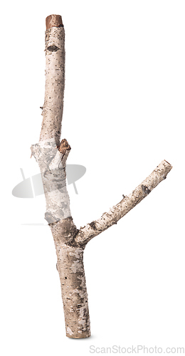 Image of Branch of a birch isolated