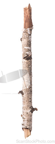 Image of Branch of a birch