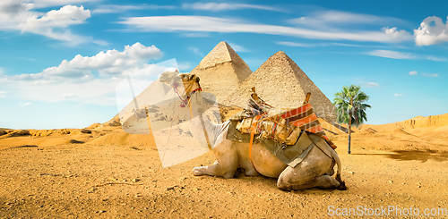 Image of Camel and the Pyramids