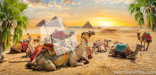 Image of Camels near pyramids