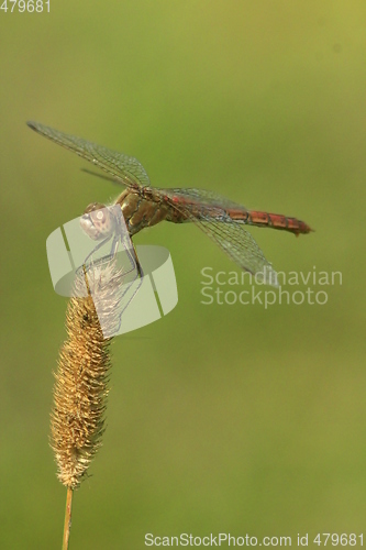 Image of dragonfly sitting on the plant