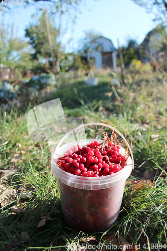 Image of ripe schisandra in the bucket on the path