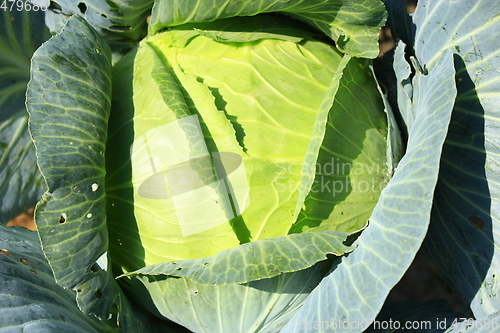 Image of big head of green cabbage