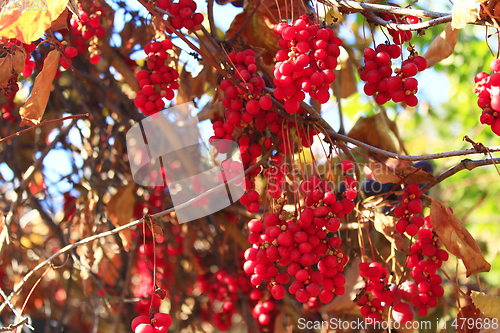 Image of big branches of schisandra 