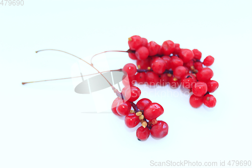 Image of branch of red ripe schisandra isolated
