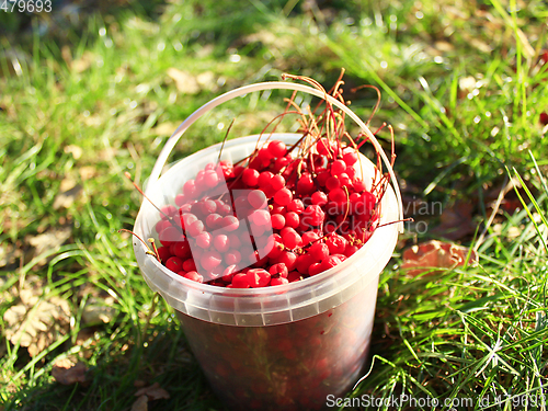 Image of ripe schisandra in the bucket on the grass