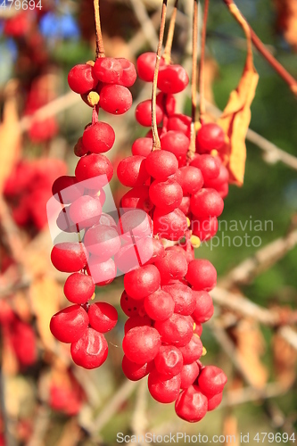 Image of big branches of schisandra 