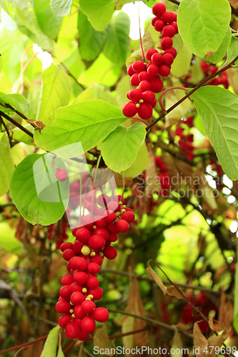 Image of branches of schisandra 