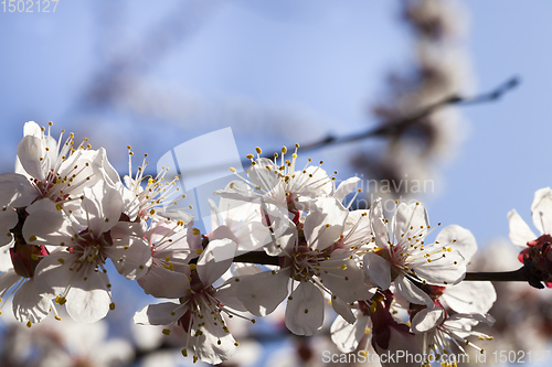 Image of fruit trees