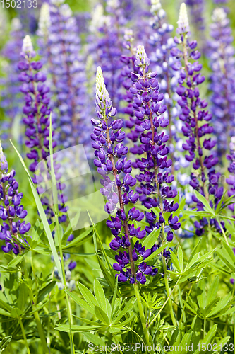 Image of beautiful lupine