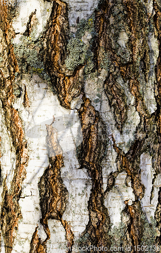 Image of tree bark