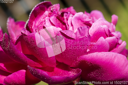 Image of red peony petals with water drops