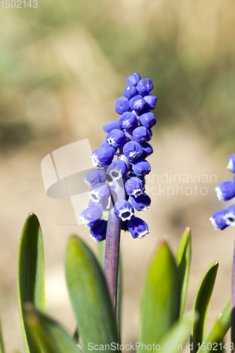 Image of little blue flowers