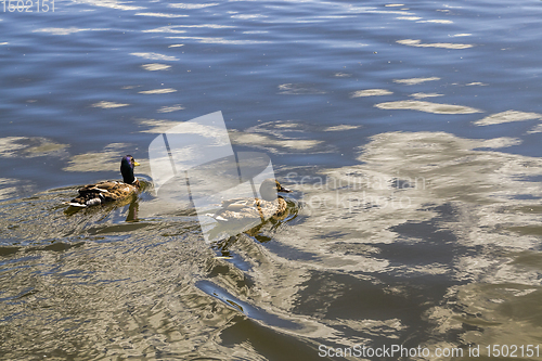 Image of Two ducks on the water