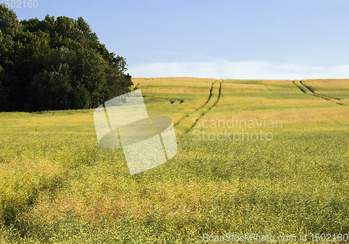 Image of field full of rapeseed i