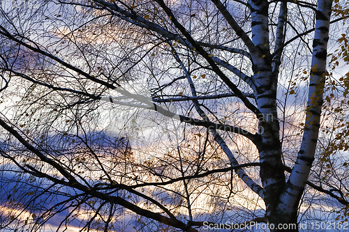 Image of tree at sunset