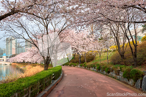 Image of Blooming sakura cherry blossom alley in park