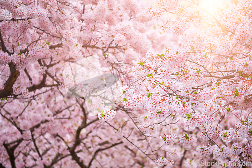 Image of Blooming sakura cherry blossom close up