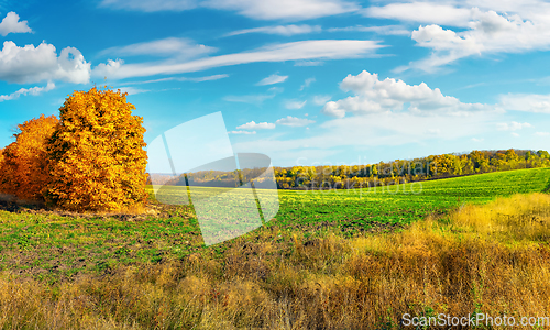 Image of Autumn field at sunny day