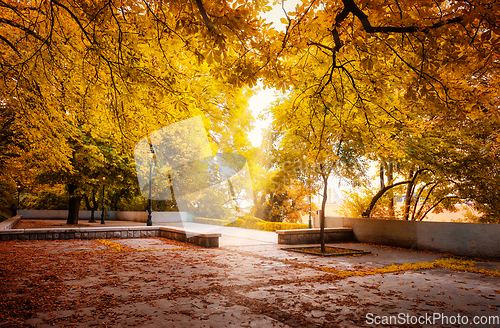 Image of Backyard with trees in autumn