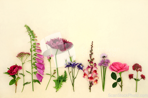 Image of English Summer Flower and Herb Herbal Medicine Collection