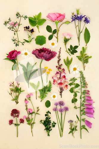 Image of European Summer Flower and Herb Large Collection 